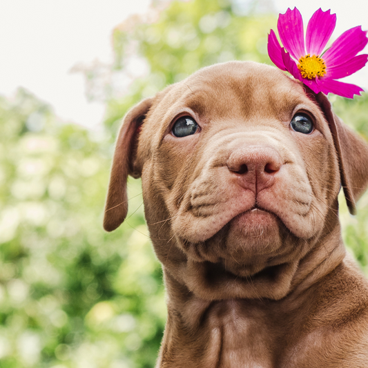 The ultimate trend for your furry friend