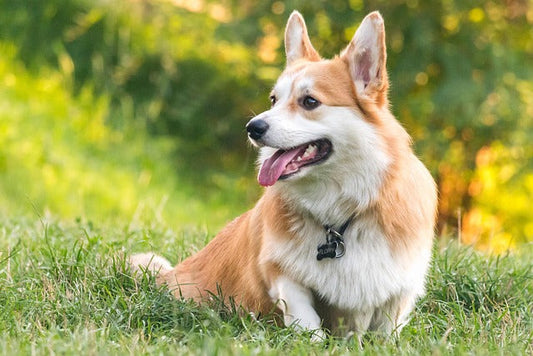 Now Trending in 2025: Personalized Pet Products