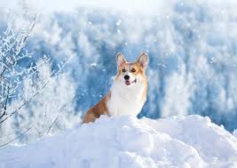 Dog Shedding in Winter: 5 Top Reasons
