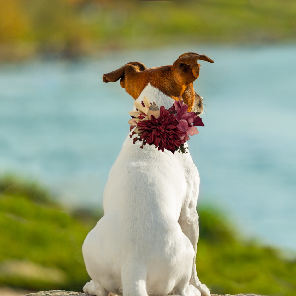 Fall Floral Pet Bow