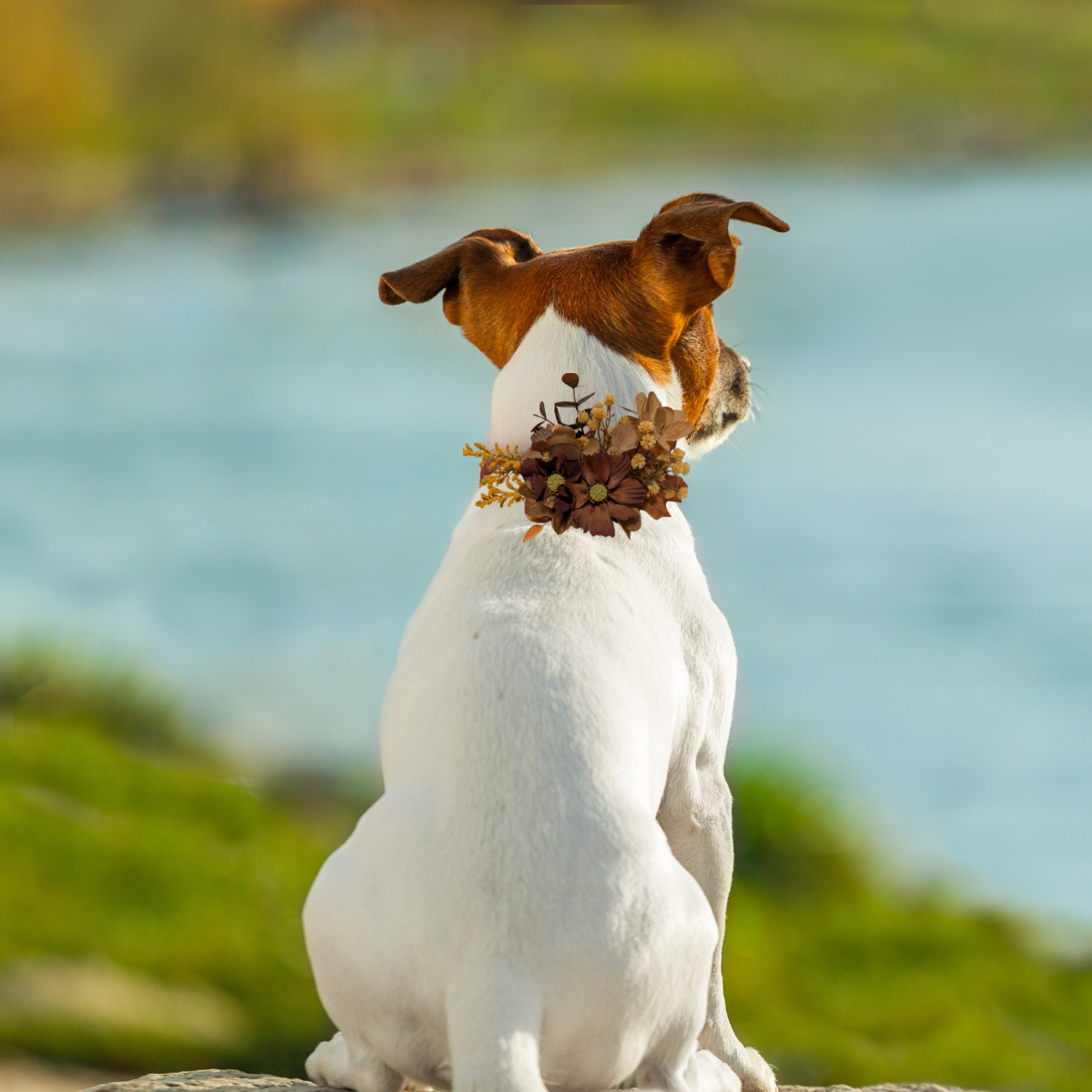 Fall Floral Pet Bow