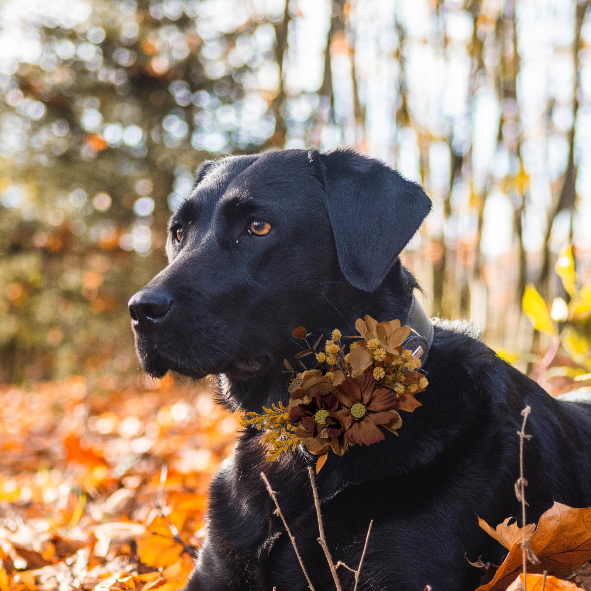 Fall Floral Pet Bow