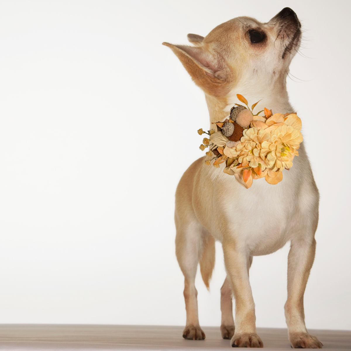 Fall Floral Pet Bow