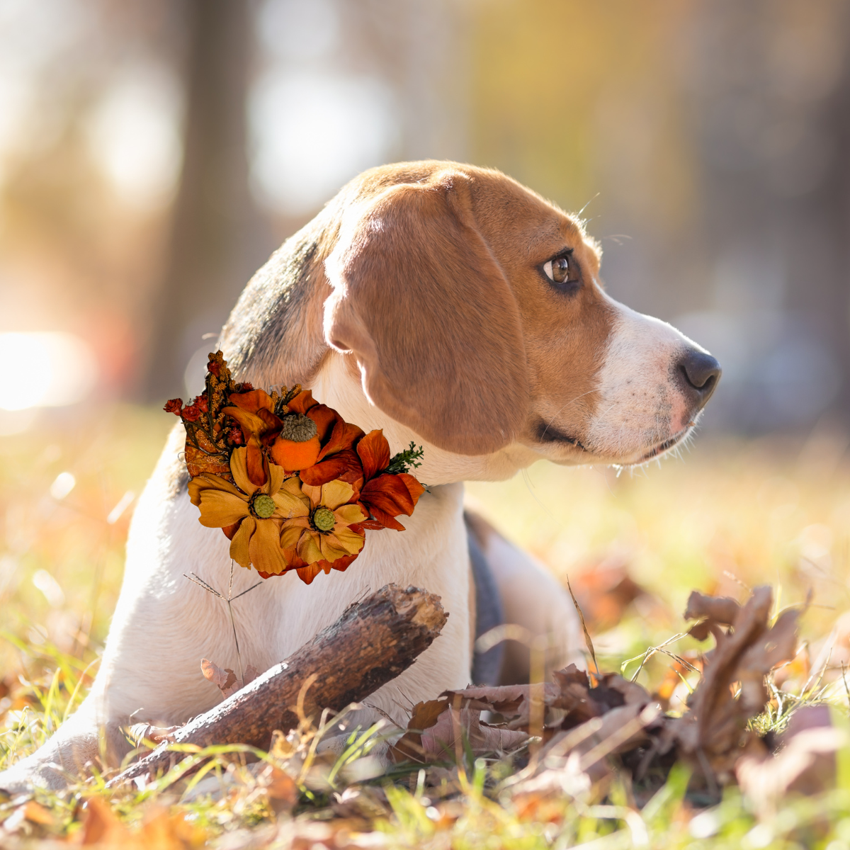 Fall Floral Pet Bow