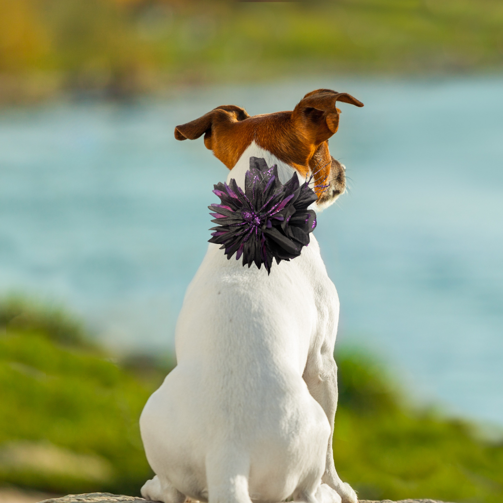 Halloween Floral 3D Pet Bow for Dogs & Cats
