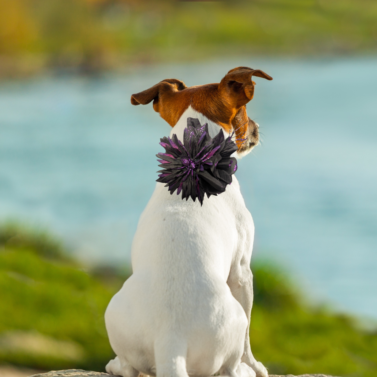 Halloween Floral 3D Pet Bow for Dogs & Cats
