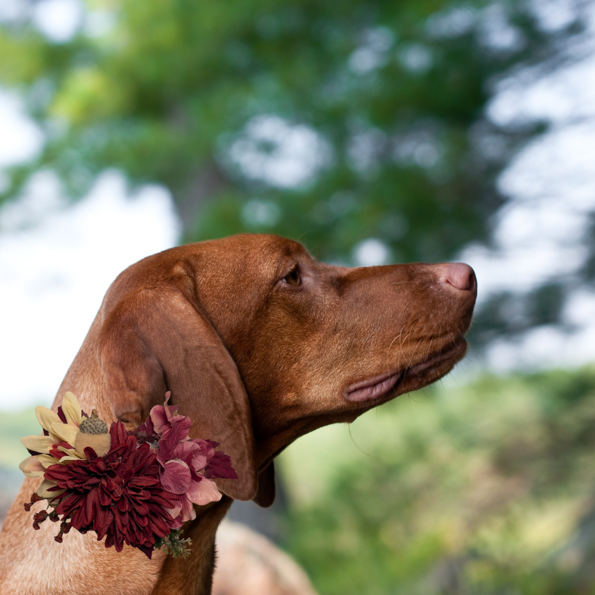 Fall Floral Pet Bow