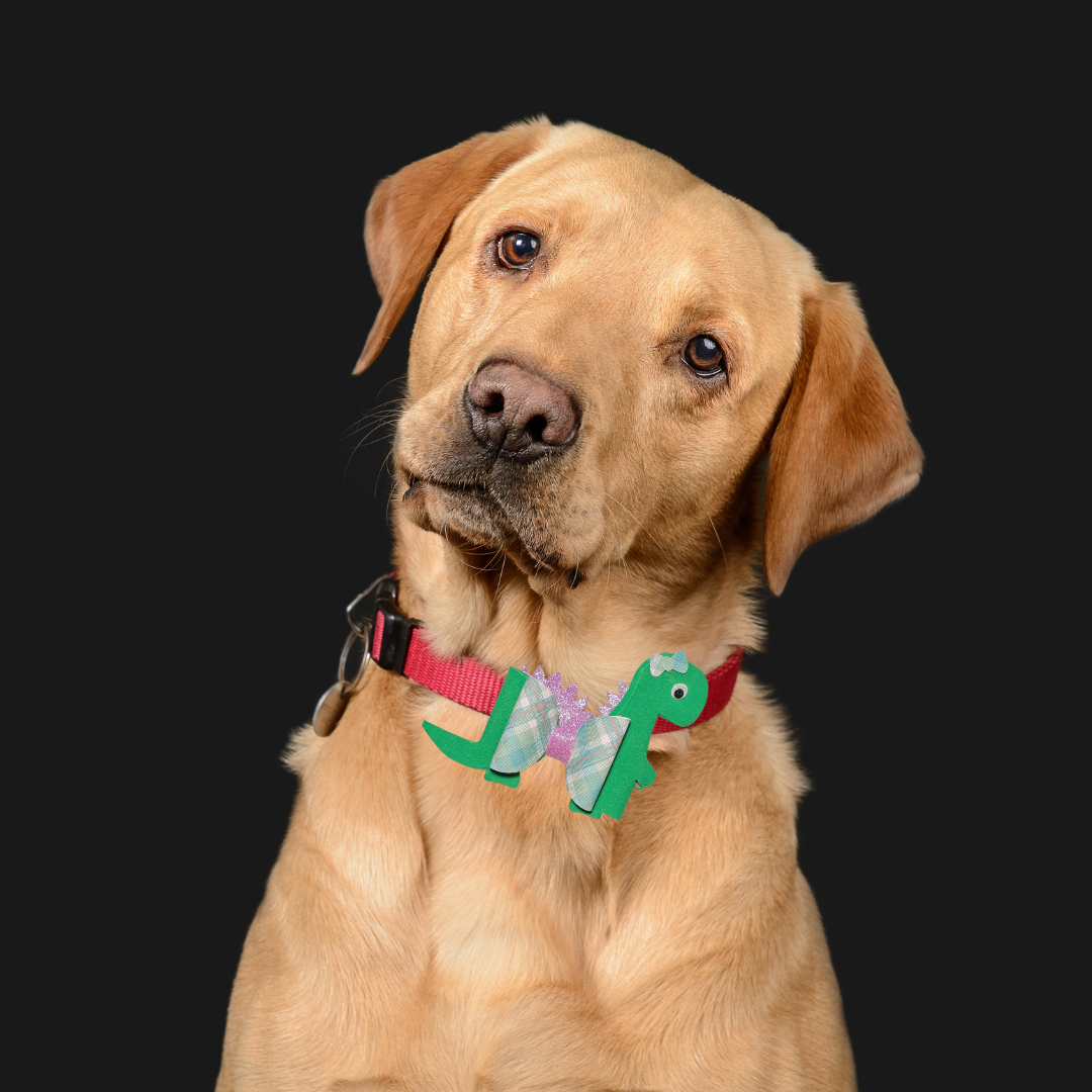 Bronto Bow Handmade Spring Collection Collar Charm