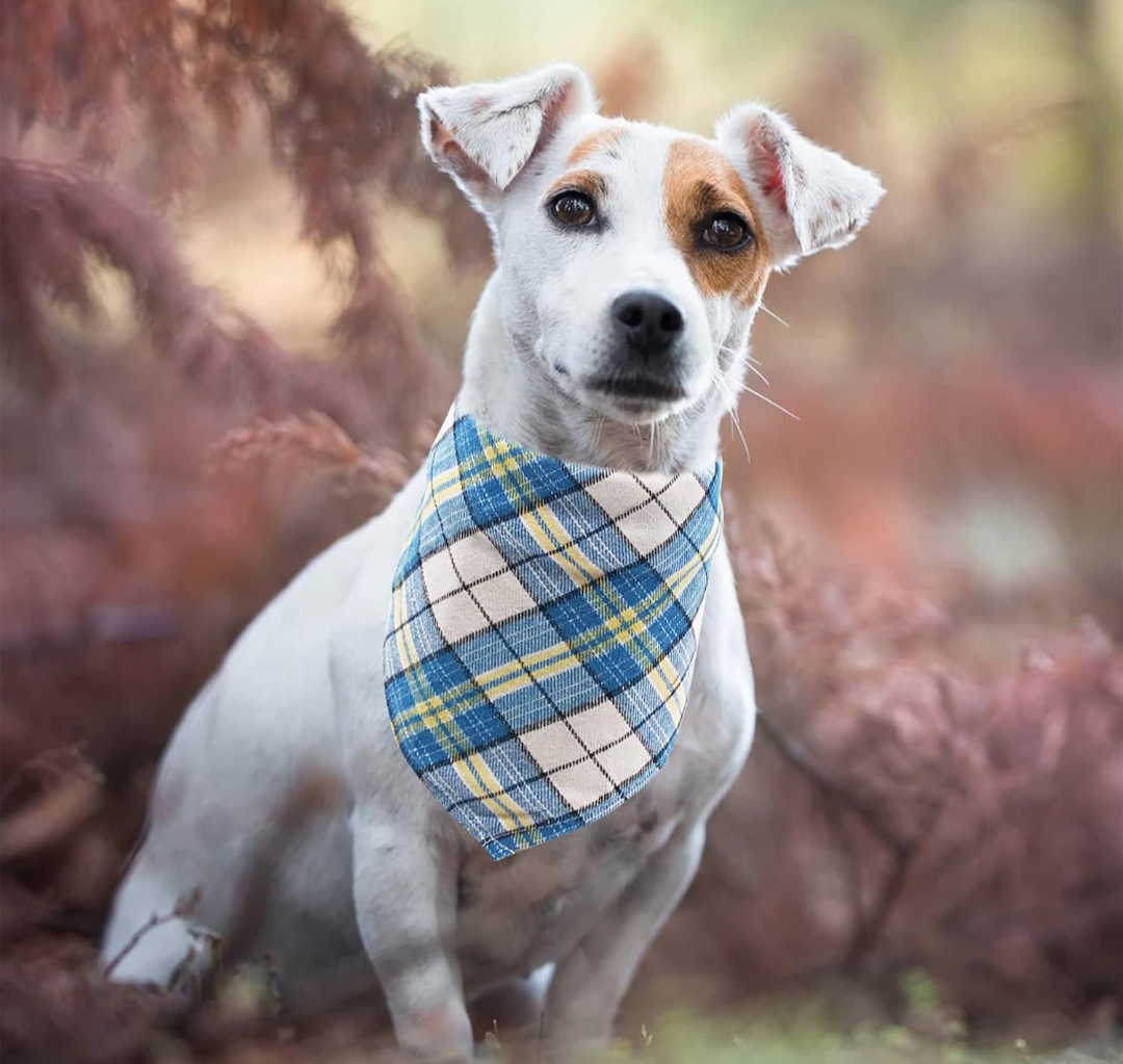 Sparky & Co Flannel Plaid Funny Sayings Collection Pet Bandana