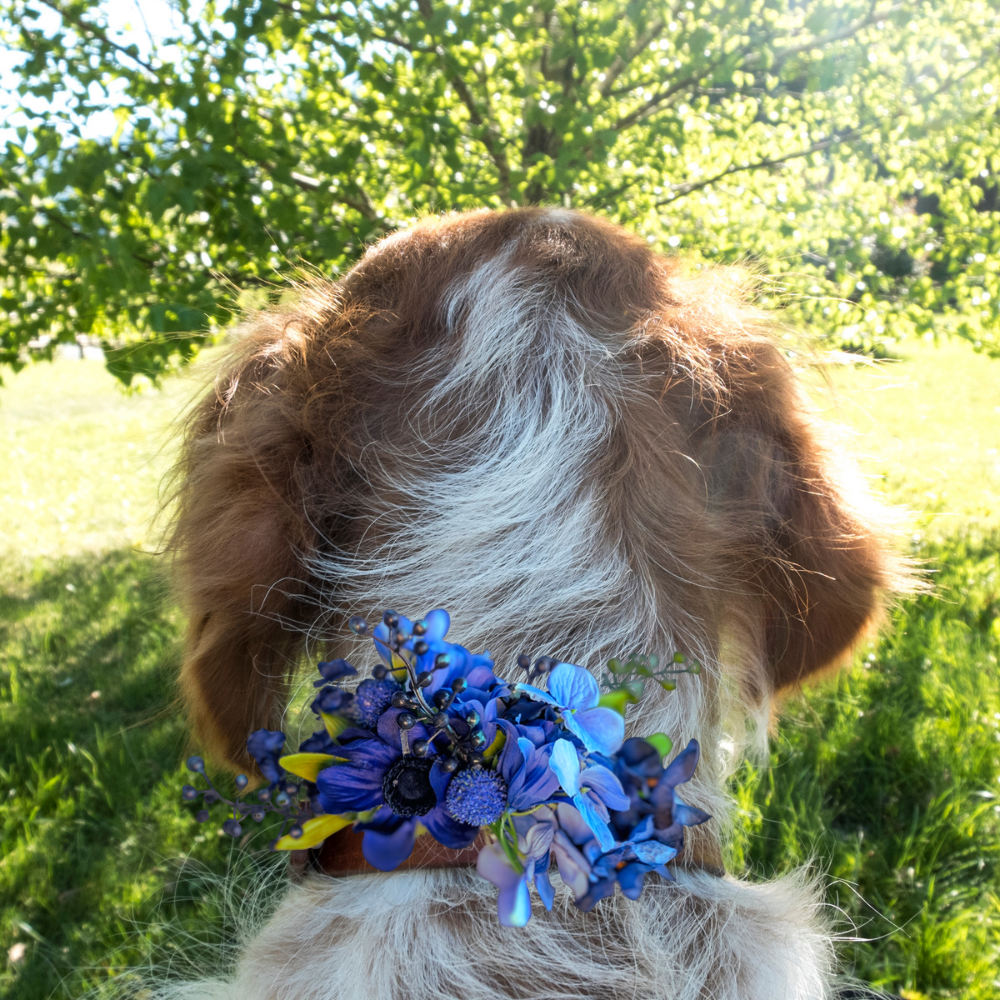 Sparky & Co Garden Party Collection Collar Flower Corsage Accessory