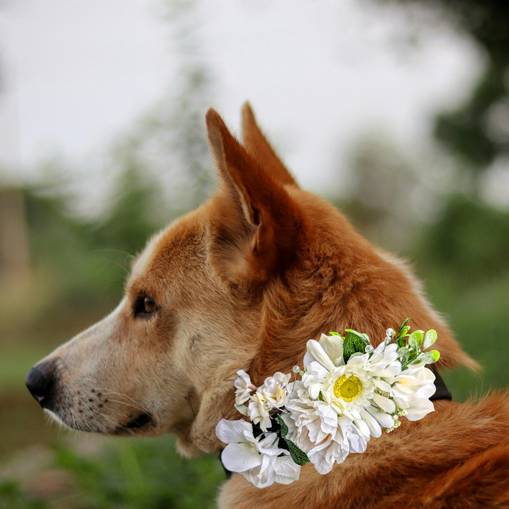 Sparky & Co Garden Party Collection Collar Flower Corsage Accessory
