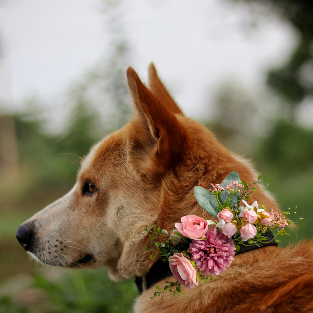 Sparky & Co Garden Party Collection Collar Flower Corsage Accessory