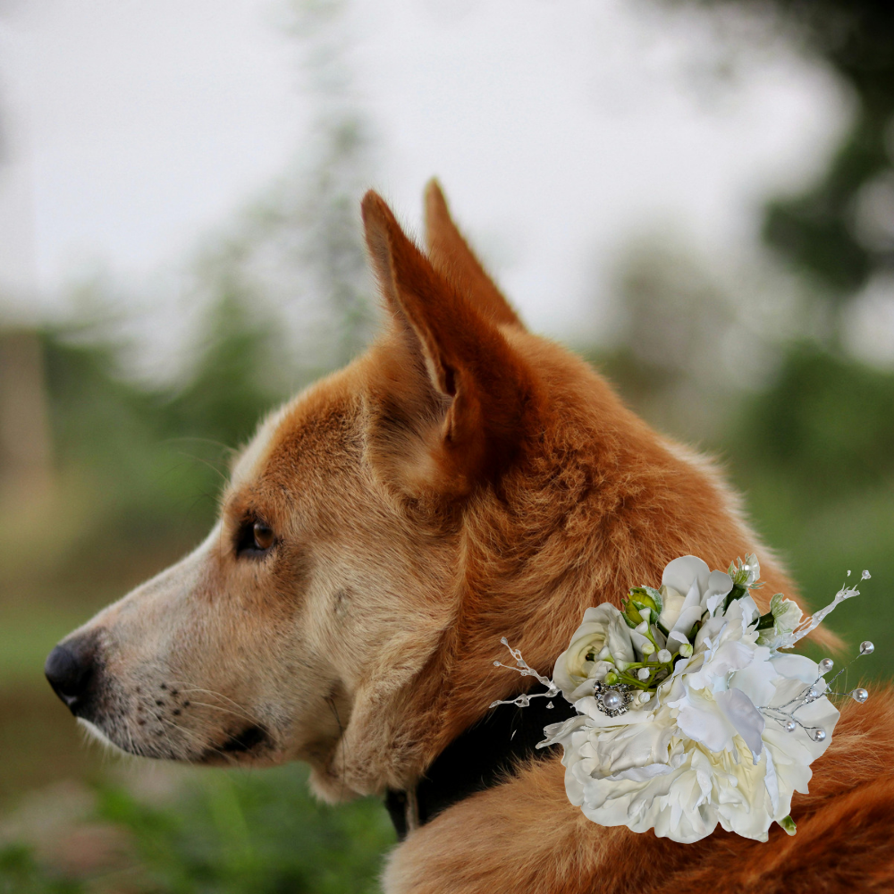 Sparky & Co Garden Party Collection Collar Flower Corsage Accessory