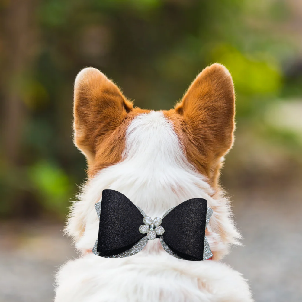 Sparky & Co Black Tie Collar Bow Accessory Collection