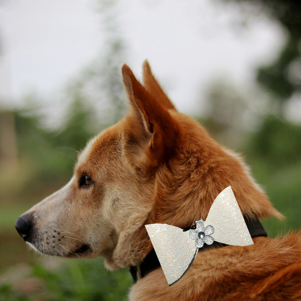 Sparky & Co Black Tie Collar Bow Accessory Collection