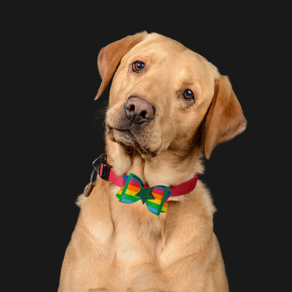 Sparky & Co Rainbow Pride Bow Collection Handmade Collar Charm
